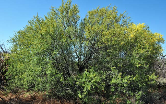 Acacia constricta, Whitethorn Acacia, Southwest Desert Flora Acacia constricta, Whitethorn Acacia, Southwest Desert Flora